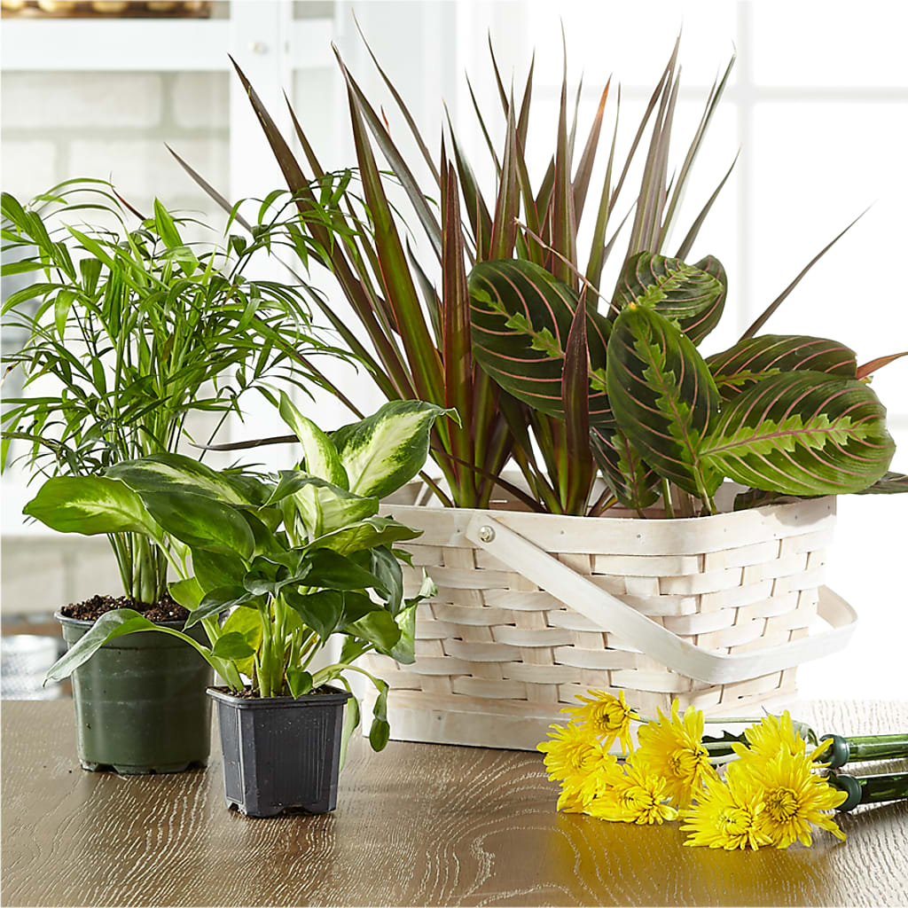 Florist Designed Blooming and Green Plants in a Basket – PETERSEN & TIETZ FLORISTS & GREENHOUSES, Waterloo IA