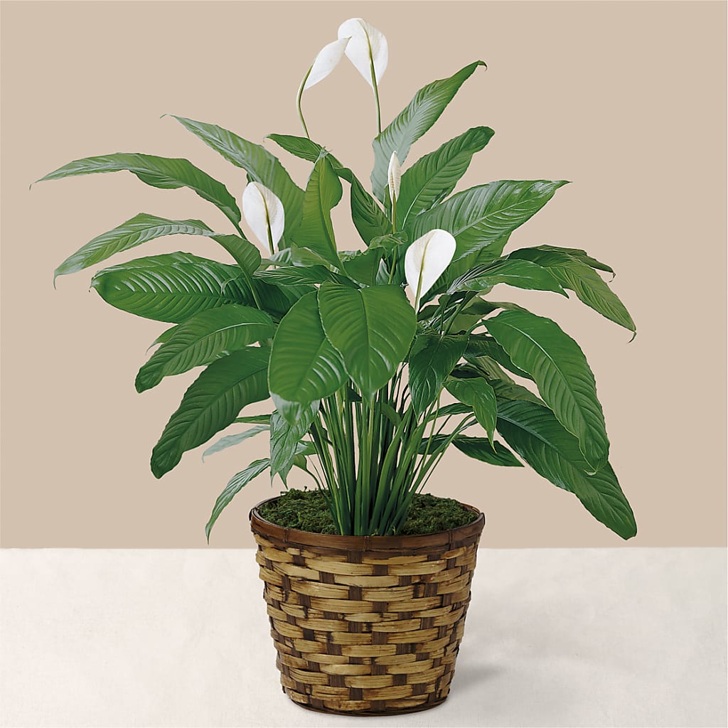 Tranquil Moments Peace Lily Plant – PETERSEN & TIETZ FLORISTS & GREENHOUSES, Waterloo IA