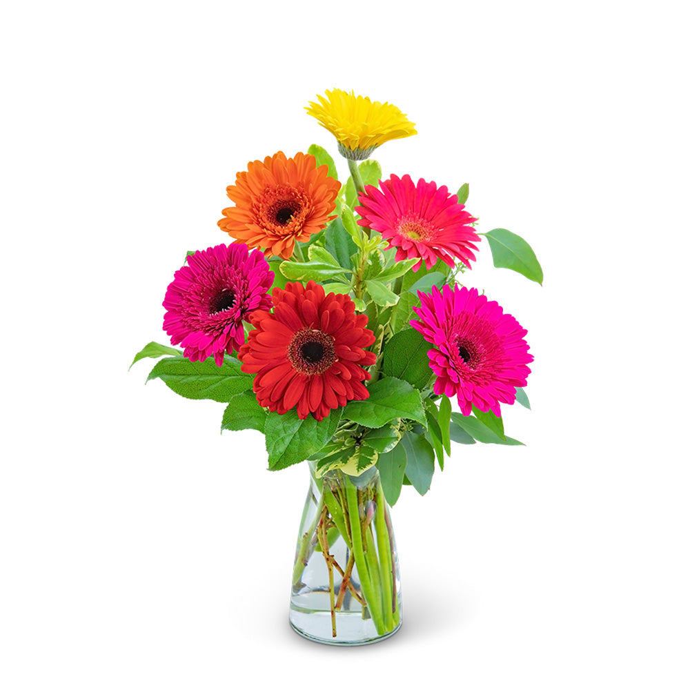 Gleeful Gerbera – PETERSEN & TIETZ FLORISTS & GREENHOUSES, Waterloo IA