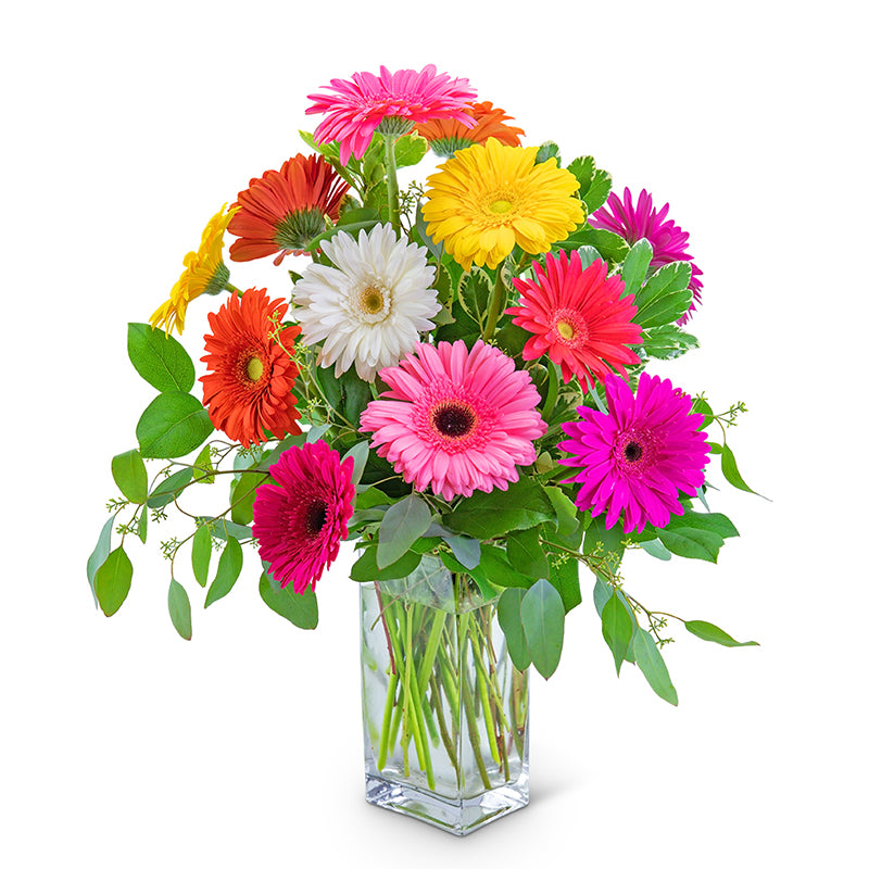 One Dozen Dashing Gerbera – PETERSEN & TIETZ FLORISTS & GREENHOUSES, Waterloo IA