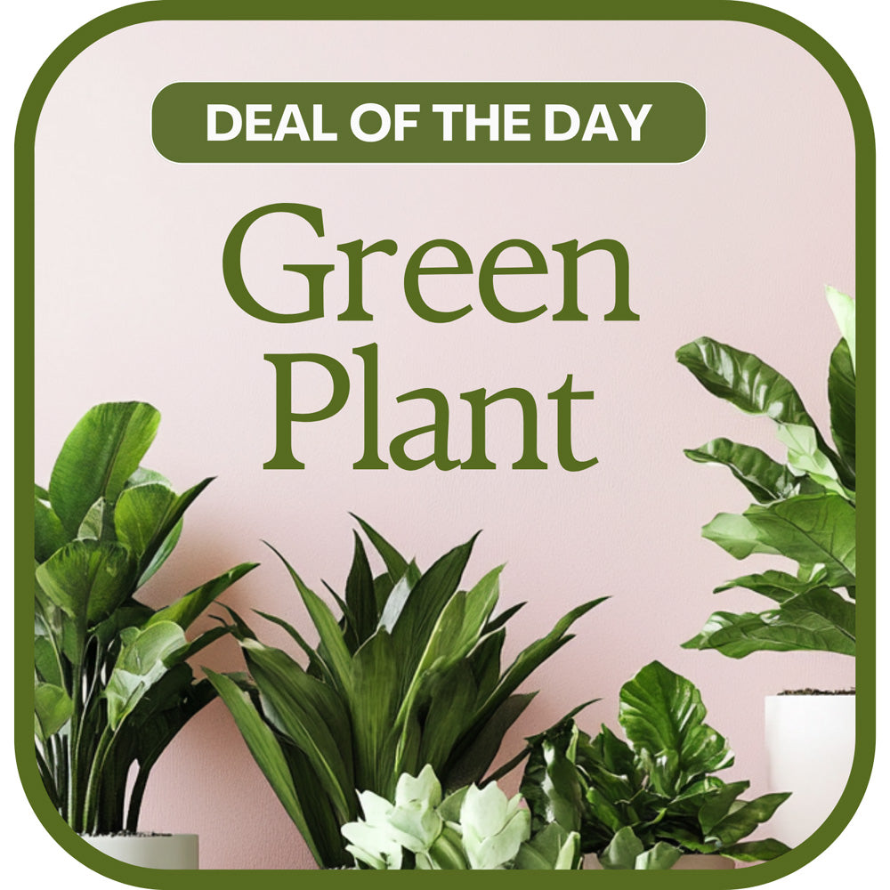 Green Plant Deal of the Day – PETERSEN & TIETZ FLORISTS & GREENHOUSES, Waterloo IA