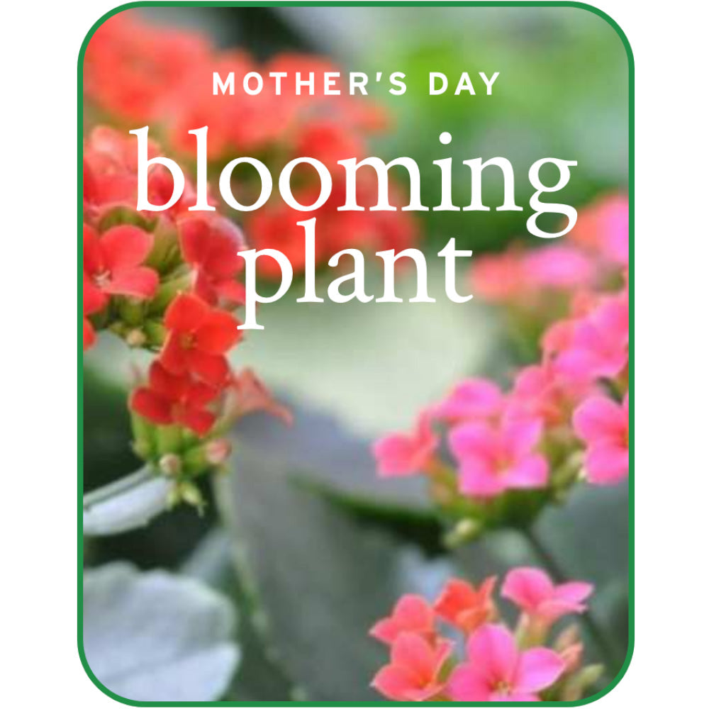 Mother's Day Blooming Plant – PETERSEN & TIETZ FLORISTS & GREENHOUSES, Waterloo IA