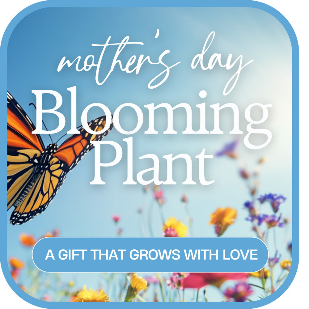 Mother's Day Blooming Plant – PETERSEN & TIETZ FLORISTS & GREENHOUSES, Waterloo IA