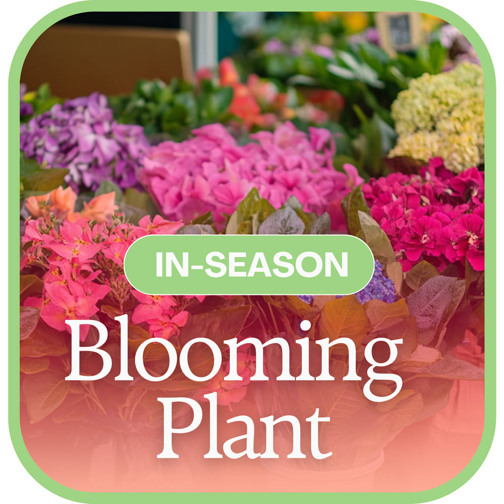 In-Season Blooming Plant – PETERSEN & TIETZ FLORISTS & GREENHOUSES, Waterloo IA