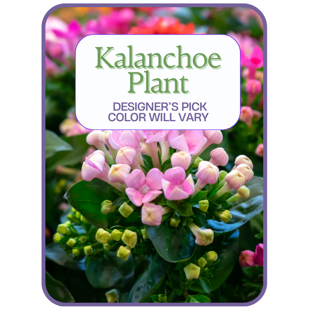 Designer's Pick Kalanchoe Plant – PETERSEN & TIETZ FLORISTS & GREENHOUSES, Waterloo IA