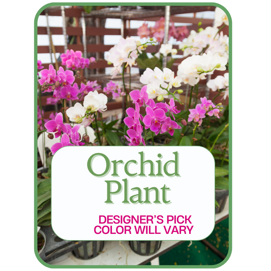 Designer's Pick Orchid Plant