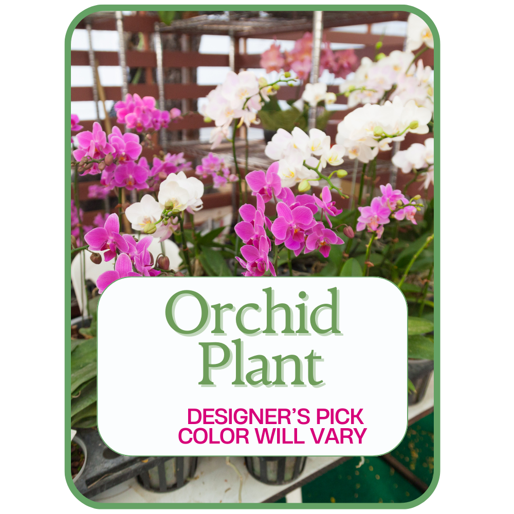 Designer's Pick Orchid Plant – PETERSEN & TIETZ FLORISTS & GREENHOUSES, Waterloo IA