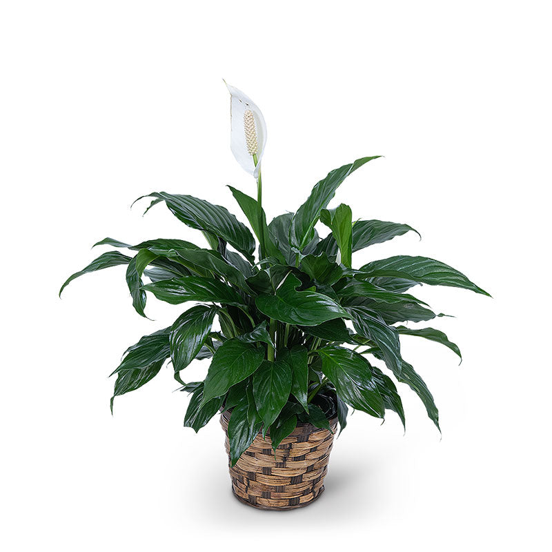Peace Lily Plant – PETERSEN & TIETZ FLORISTS & GREENHOUSES, Waterloo IA