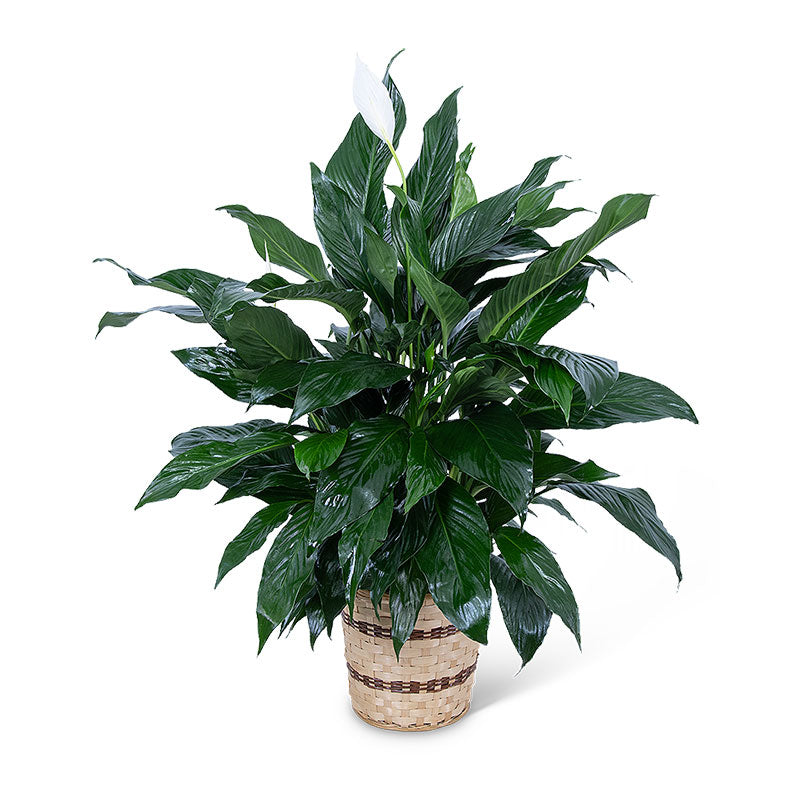 Medium Peace Lily Plant – PETERSEN & TIETZ FLORISTS & GREENHOUSES, Waterloo IA