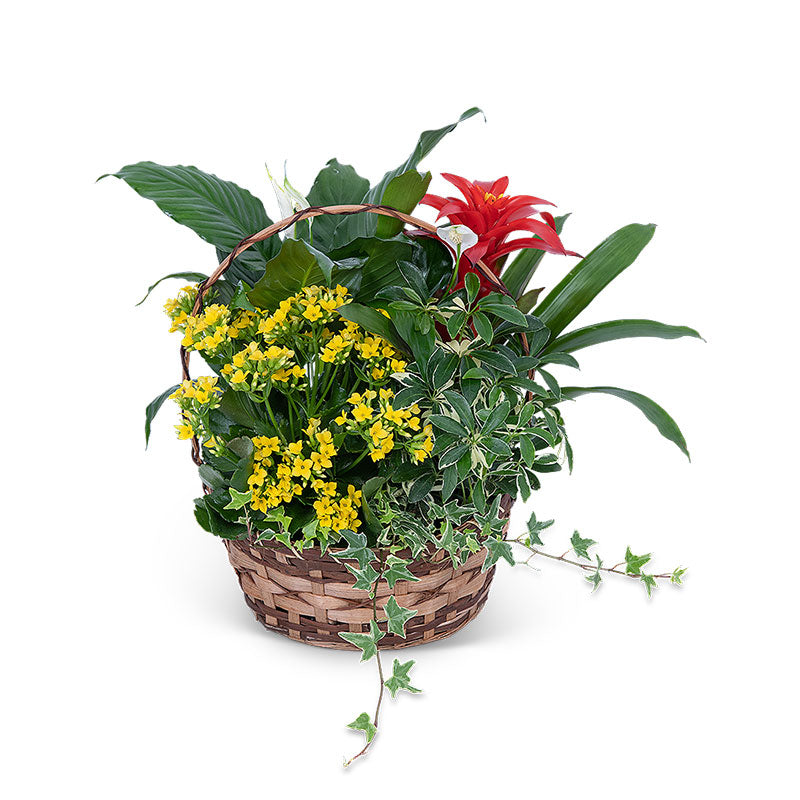 Blooming Dish Garden – PETERSEN & TIETZ FLORISTS & GREENHOUSES, Waterloo IA