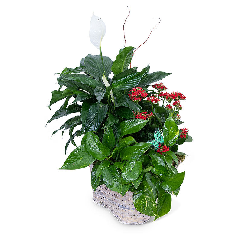 Verdant Basket – PETERSEN & TIETZ FLORISTS & GREENHOUSES, Waterloo IA
