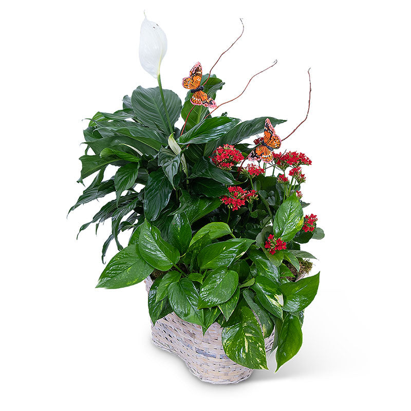 Verdant Basket with Butterflies – PETERSEN & TIETZ FLORISTS & GREENHOUSES, Waterloo IA