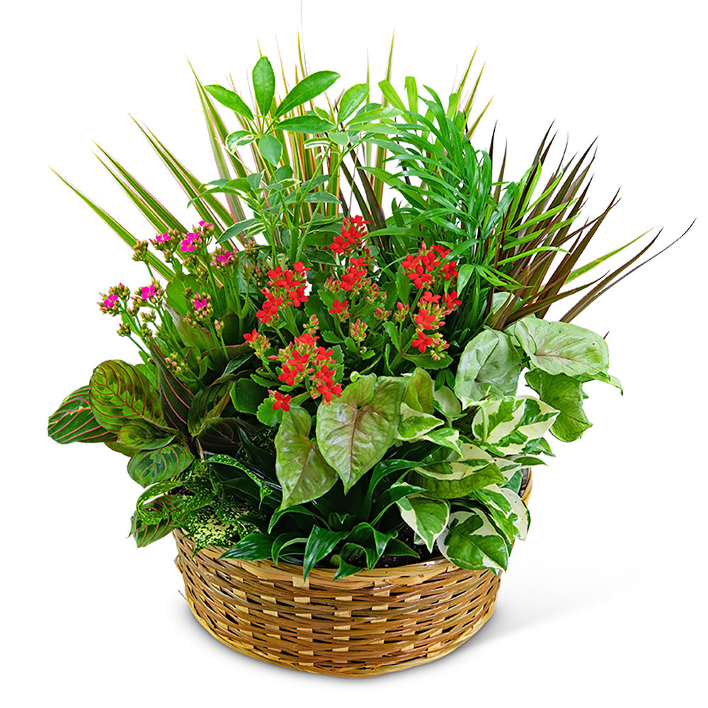 Large Blooming Dish Garden – PETERSEN & TIETZ FLORISTS & GREENHOUSES, Waterloo IA