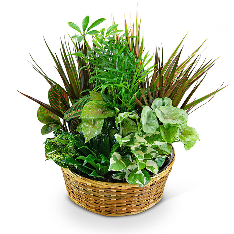 Large Dish Garden – PETERSEN & TIETZ FLORISTS & GREENHOUSES, Waterloo IA