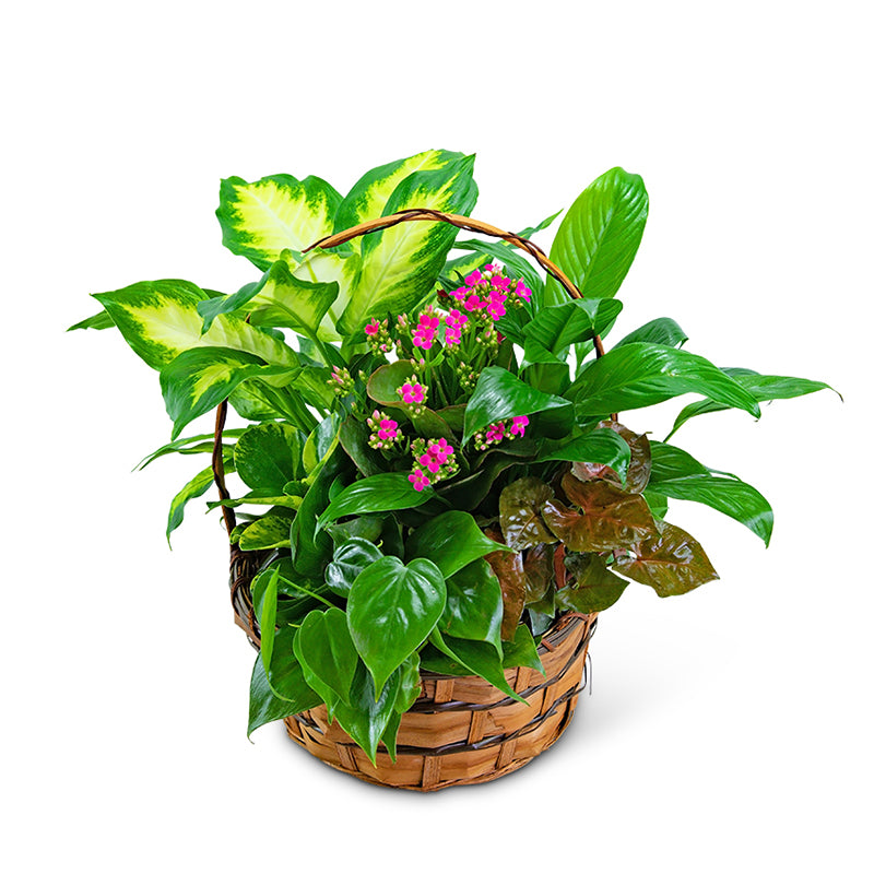 Medium Blooming Dish Garden – PETERSEN & TIETZ FLORISTS & GREENHOUSES, Waterloo IA