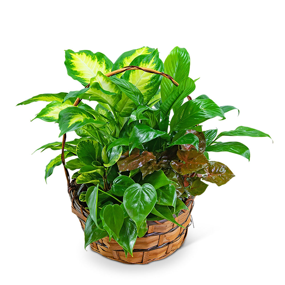 Medium Dish Garden – PETERSEN & TIETZ FLORISTS & GREENHOUSES, Waterloo IA