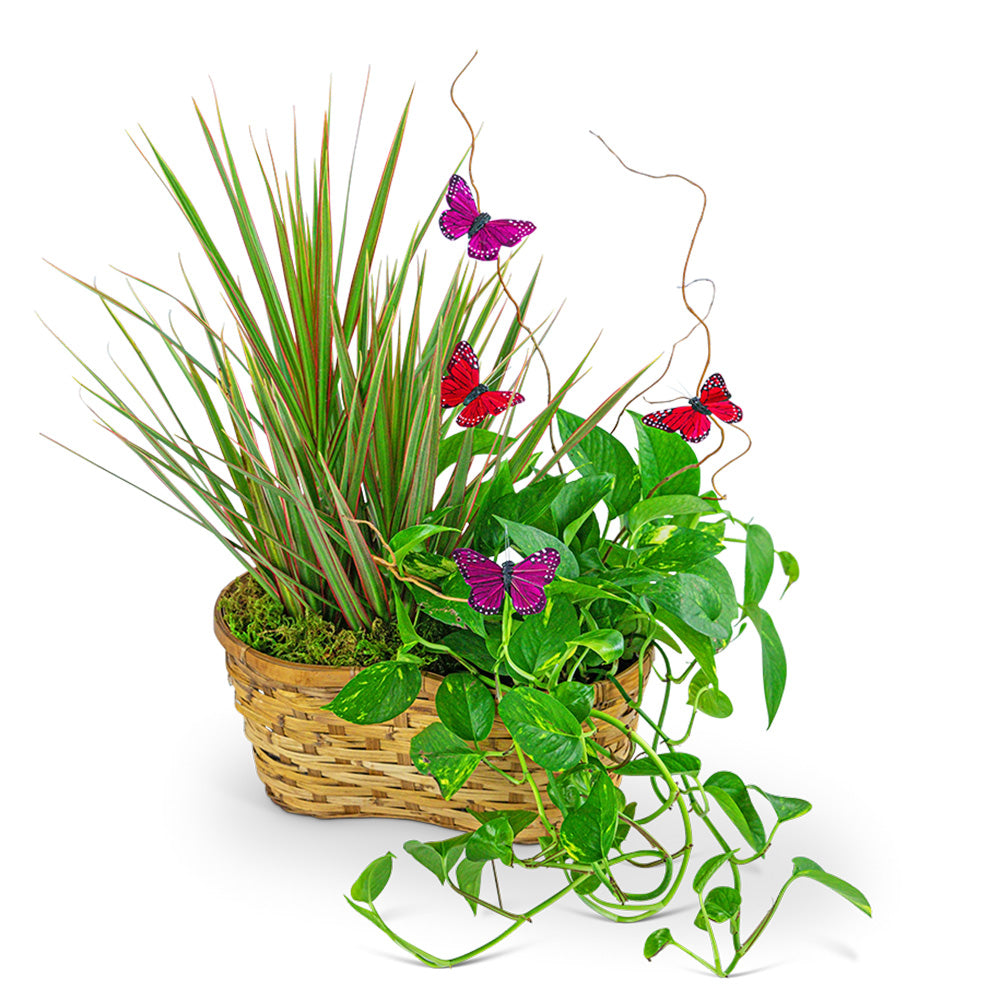 Ethereal Garden Basket – PETERSEN & TIETZ FLORISTS & GREENHOUSES, Waterloo IA