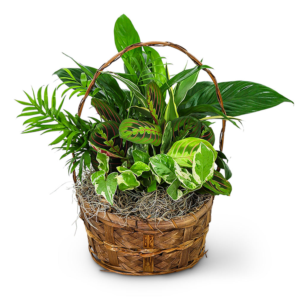 Evergreen Oasis Dish Garden – PETERSEN & TIETZ FLORISTS & GREENHOUSES, Waterloo IA