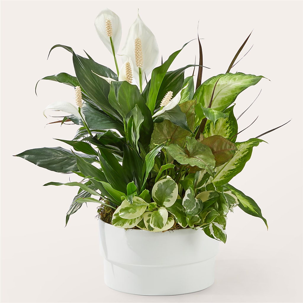 Radiating Positivity Dishgarden – PETERSEN & TIETZ FLORISTS & GREENHOUSES, Waterloo IA