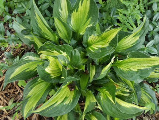 Plant Spotlight: The Hosta, a versatile addition to your garden