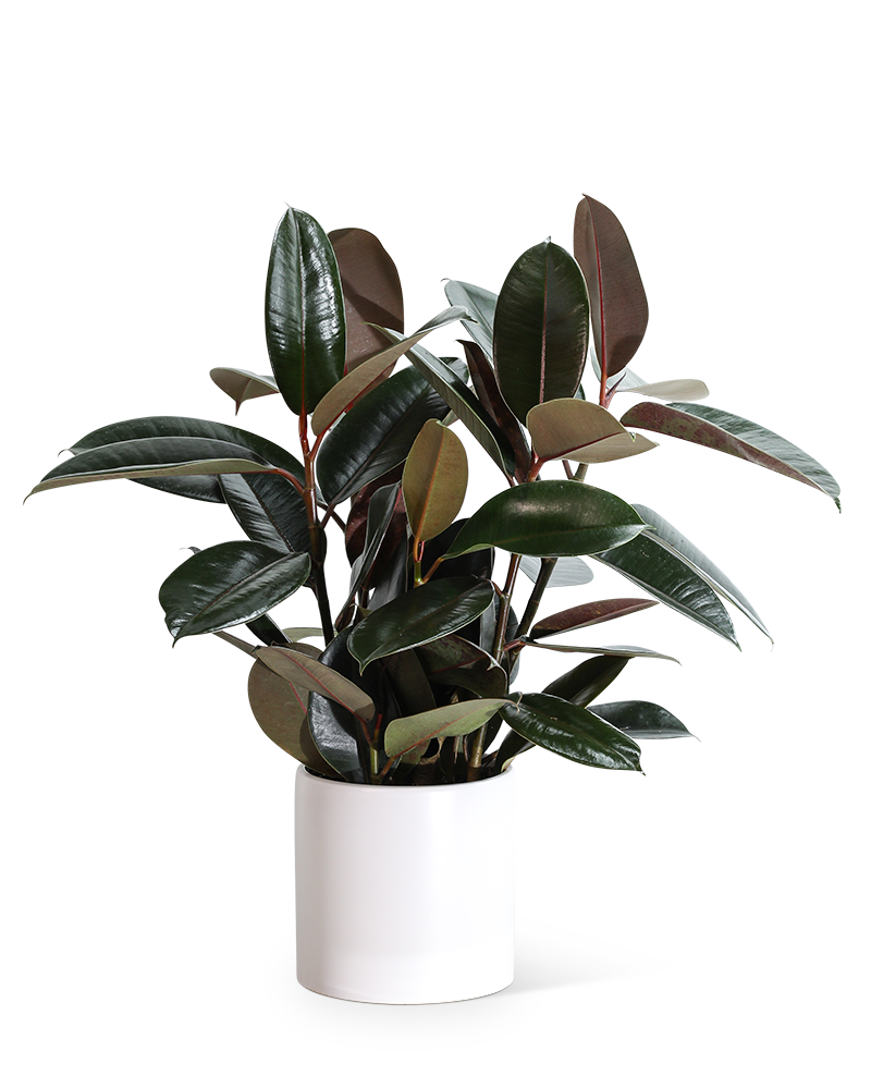 Plant Spotlight: The Rubber Plant