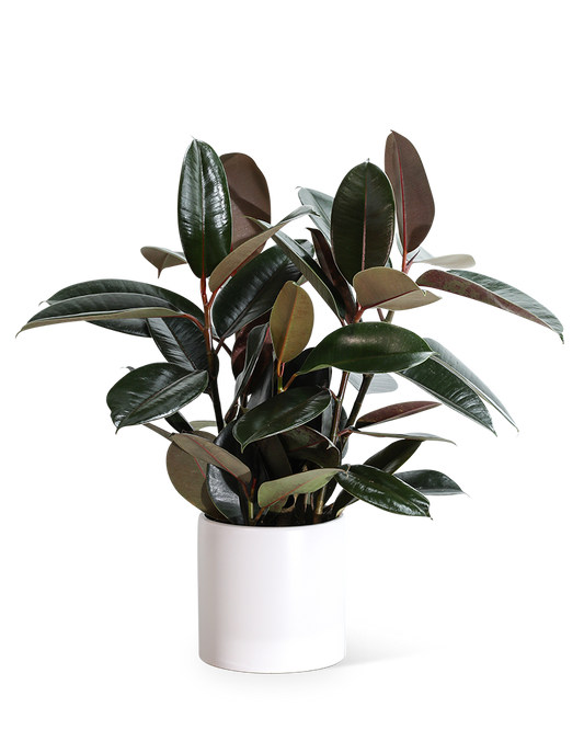 Plant Spotlight: The Rubber Plant