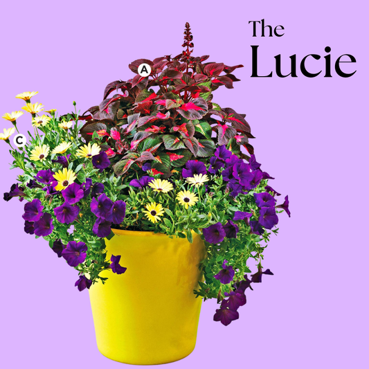 The Lucie Patio Planter