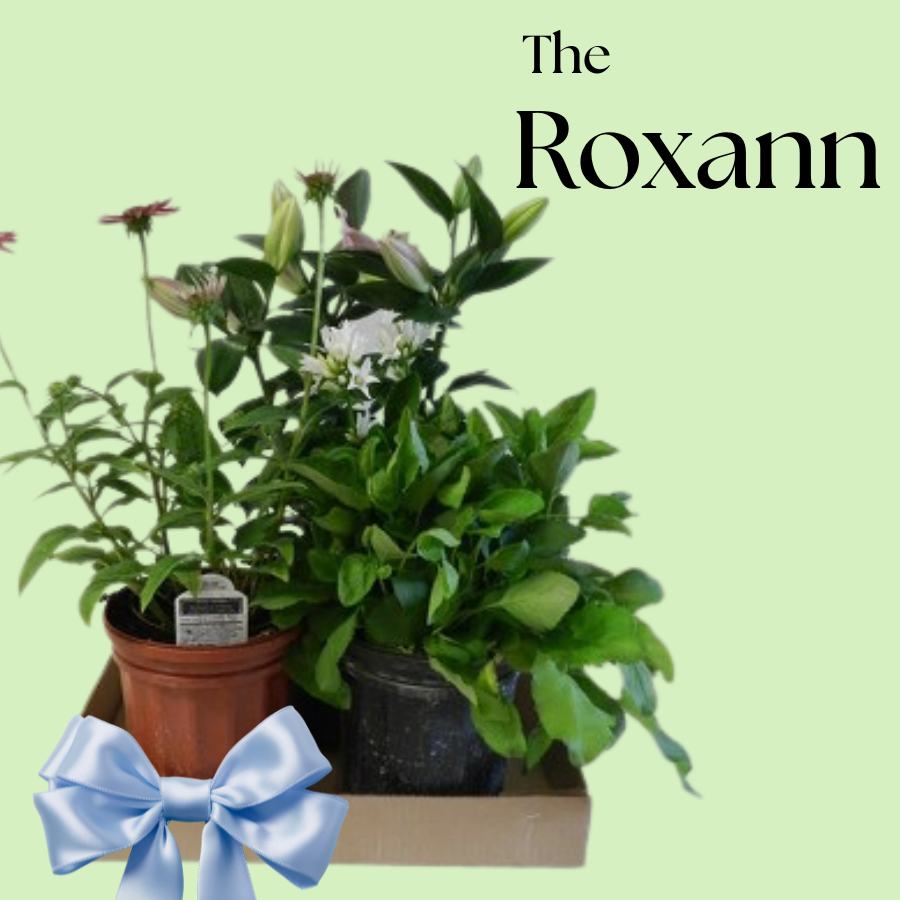 The Roxann Perennial Box