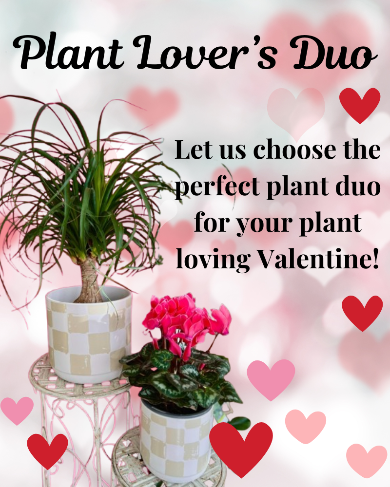 Plant Lover's Duo