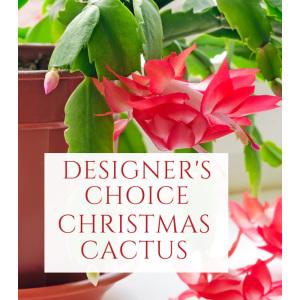 Christmas Cactus