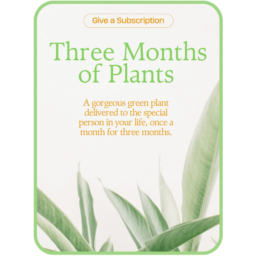 Plant Subscription (3)