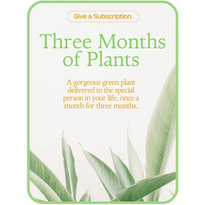 Plant Subscription (3)