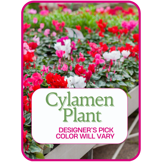 Designer's Pick Cyclamen Plant