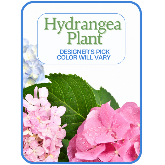 Designer's Pick Hydrangea Plant