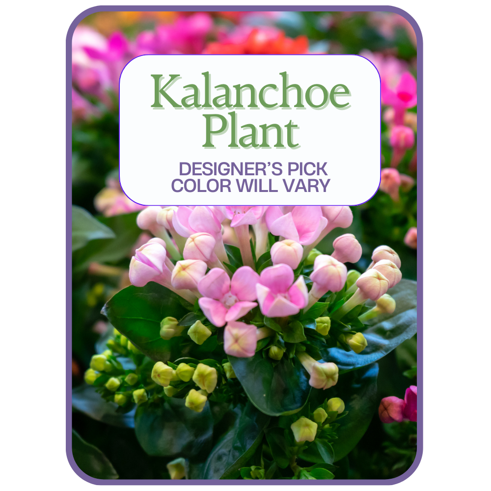 Designer's Pick Kalanchoe Plant