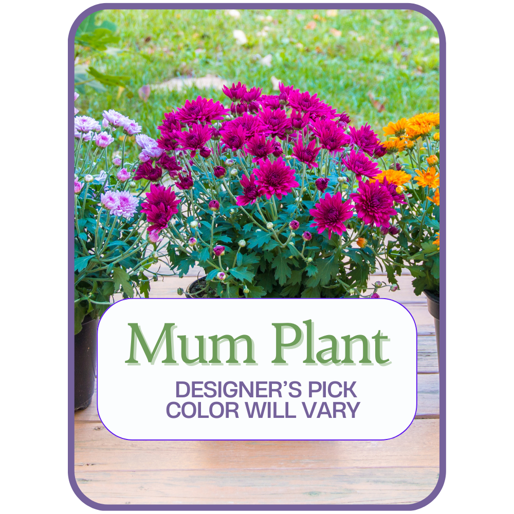 Designer's Pick Mum Plant