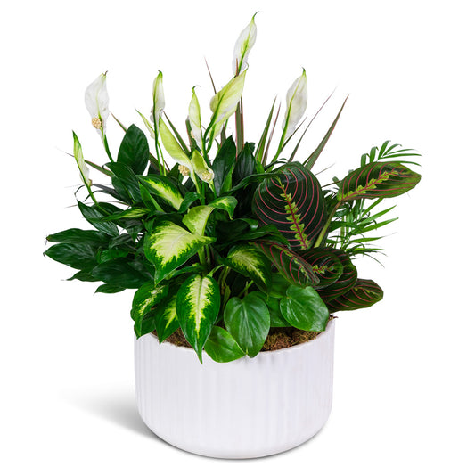 Emerald Haven Dish Garden – PETERSEN & TIETZ FLORISTS & GREENHOUSES, Waterloo IA