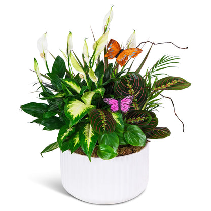 Living Serenity Dish Garden – PETERSEN & TIETZ FLORISTS & GREENHOUSES, Waterloo IA