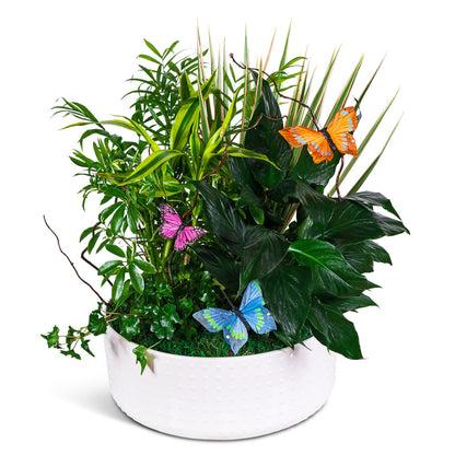 Grande Dish Garden with Butterflies – PETERSEN & TIETZ FLORISTS & GREENHOUSES, Waterloo IA