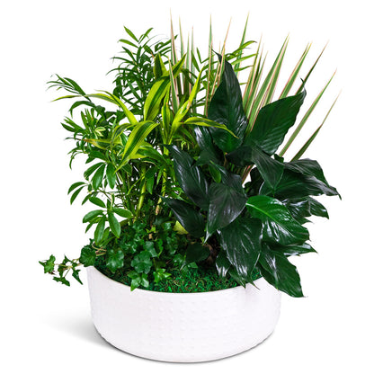 Grande Dish Garden – PETERSEN & TIETZ FLORISTS & GREENHOUSES, Waterloo IA