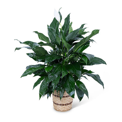 Medium Peace Lily Plant – PETERSEN & TIETZ FLORISTS & GREENHOUSES, Waterloo IA