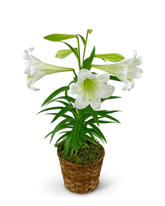 Easter Lily Plant in Basket