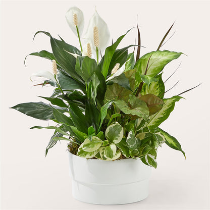 Radiating Positivity Dishgarden – PETERSEN & TIETZ FLORISTS & GREENHOUSES, Waterloo IA